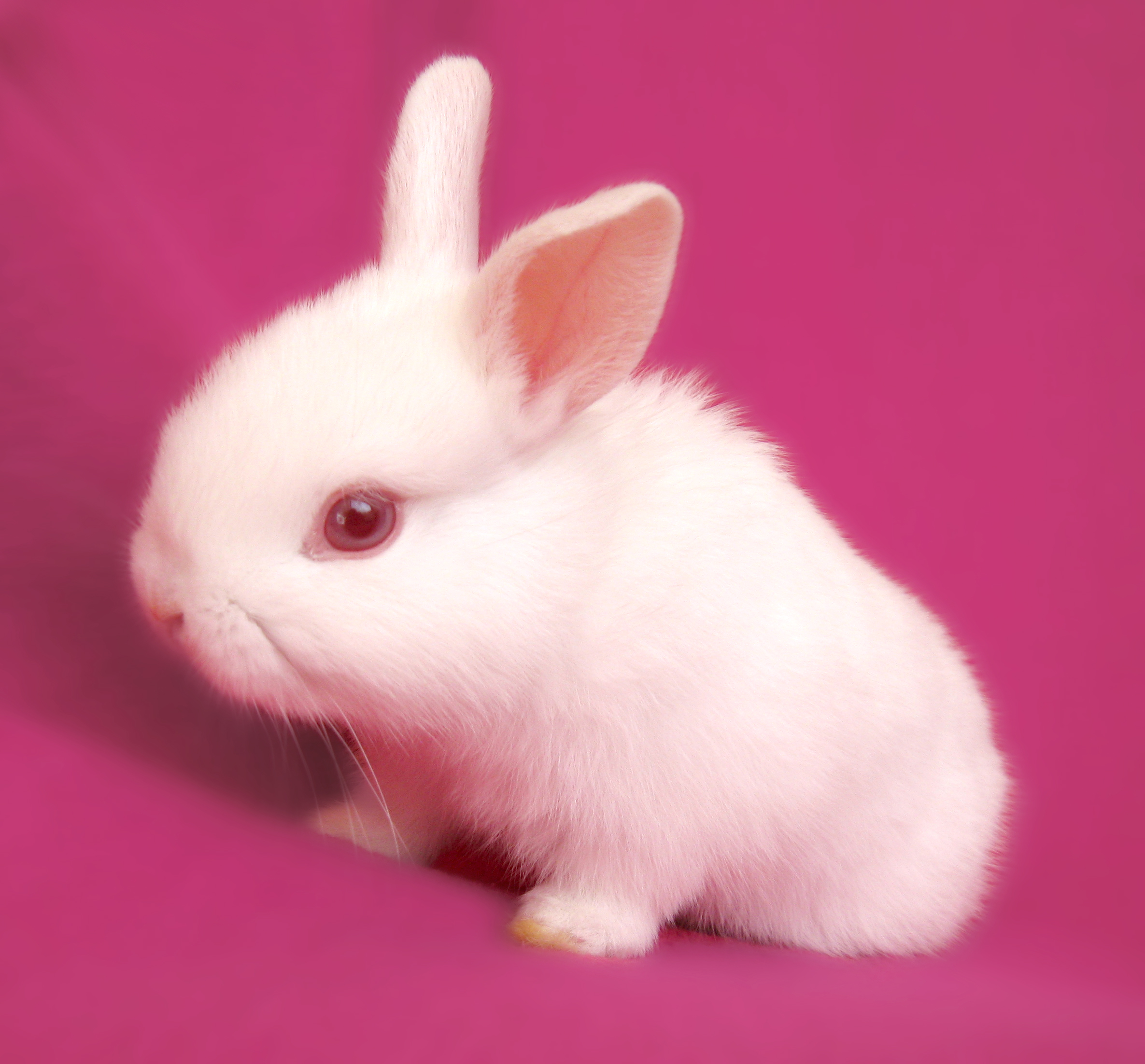 White rabbit münchen
